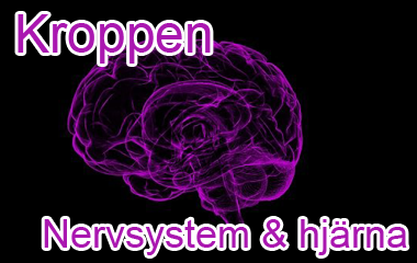 Spelet Kroppen - Nervsystemet och hjärnan