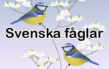 Spelet Svenska fåglar