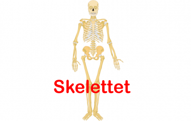 Spelet Skelettet