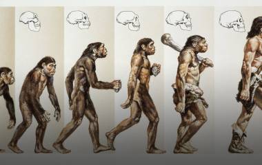 Spelet Evolution begrepp & frågor