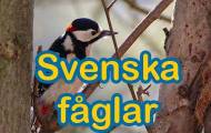 Fåglar i Sverige