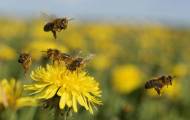 Spela Näringskedjor, ekosystem och biologisk mångfald