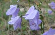Spela Blommor