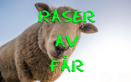 Raser av får