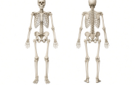 Skelettets ben – namn och placering