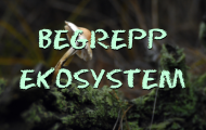 Begrepp Ekosystem